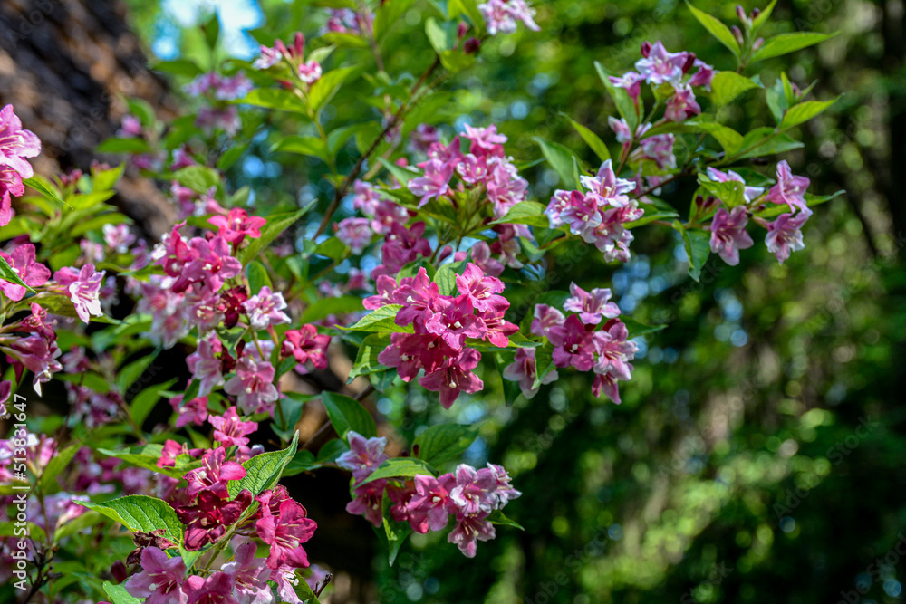 Flowers of pink weigela Flowers of pink weigela
