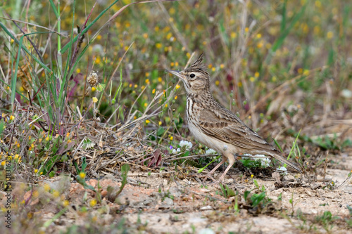 Wallpaper Mural Haubenlerche // Crested Lark (Galerida cristata), Peloponnese, Greece Torontodigital.ca