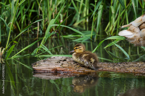 Tiny Baby Mallard Duckling © Brian