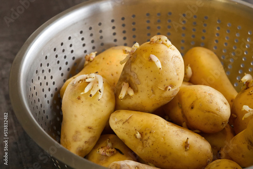 sprouted seed potatoes in metal bowl or colander. close up