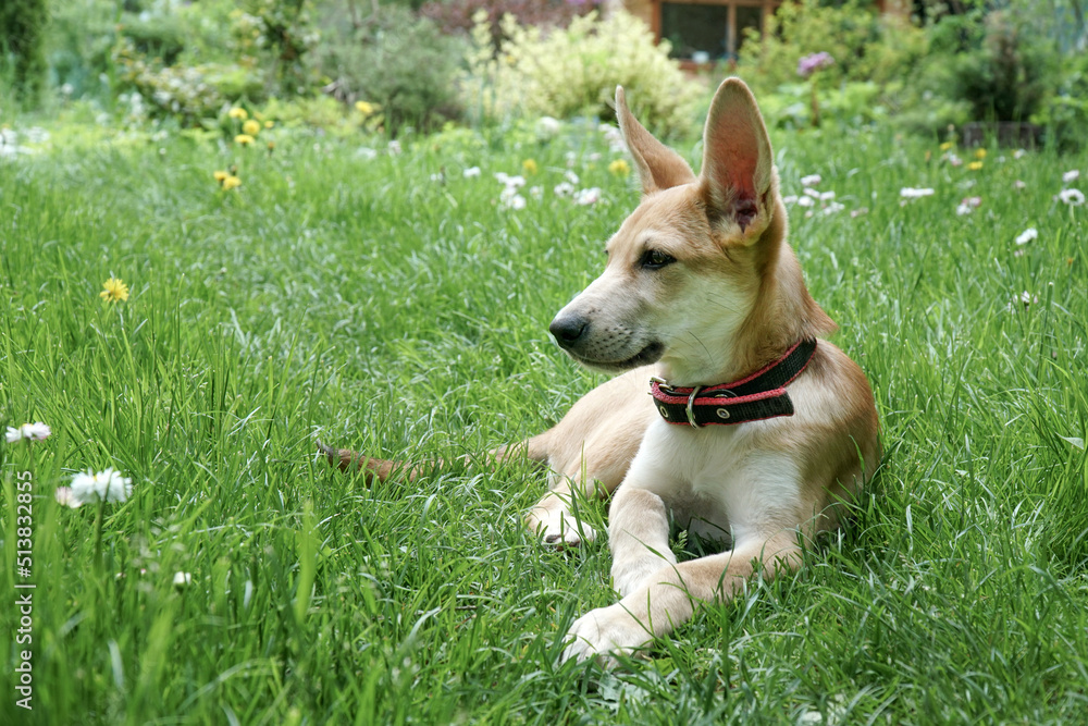 A red-colored puppy dog lies on the grass in the garden. A red-colored puppy dog lies on the grass in the garden.