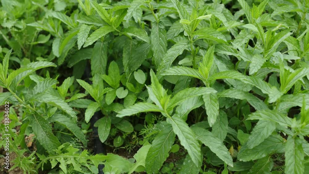 edible mint, edible fresh and green mint, table mint plant in the garden, edible mint, edible fresh and green mint, table mint plant in the garden,