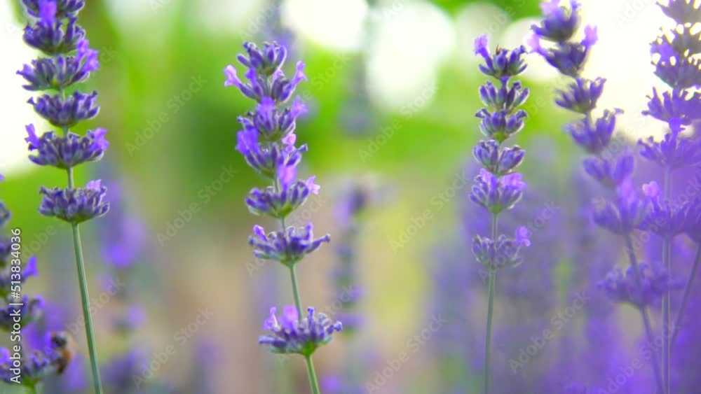 honey bees collecting nectar from lavender flower honey bees collecting nectar from lavender flower