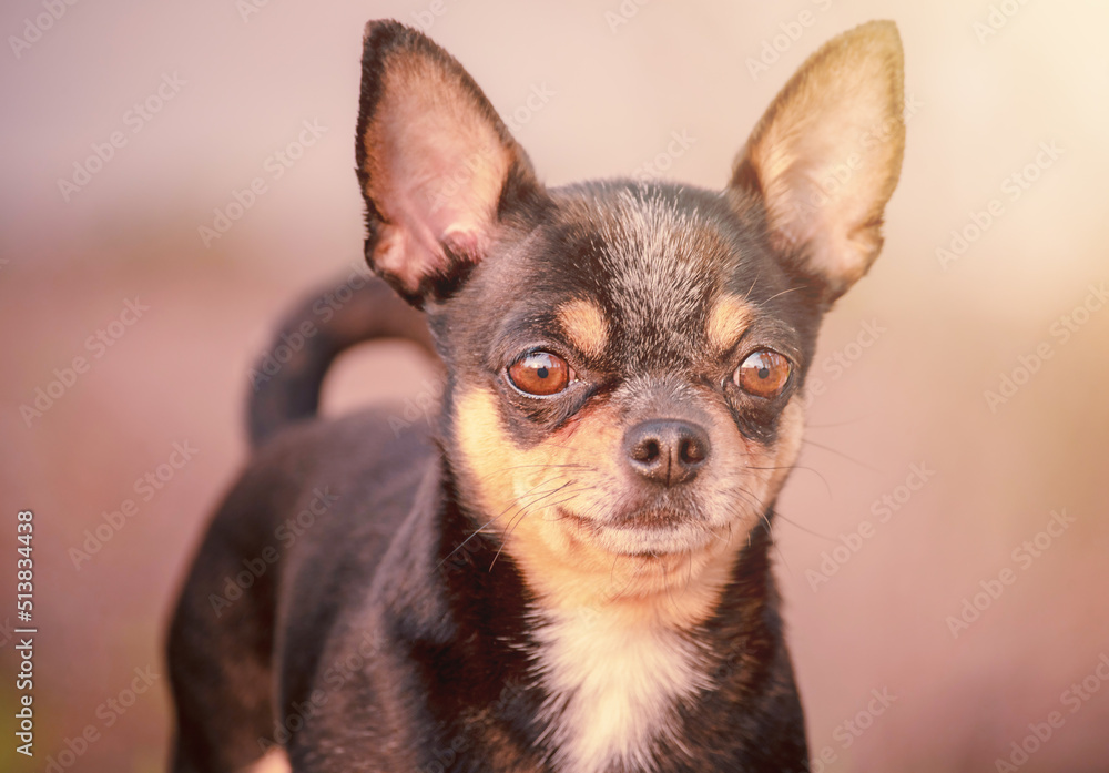 Chihuahua dog tricolor black white brown. Animal, pet. Close-up portrait of a dog.