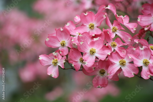 Flowering dogwood  Cornus florida rubra  - close up of pink flowers  Yardley  Pensylvania  US
