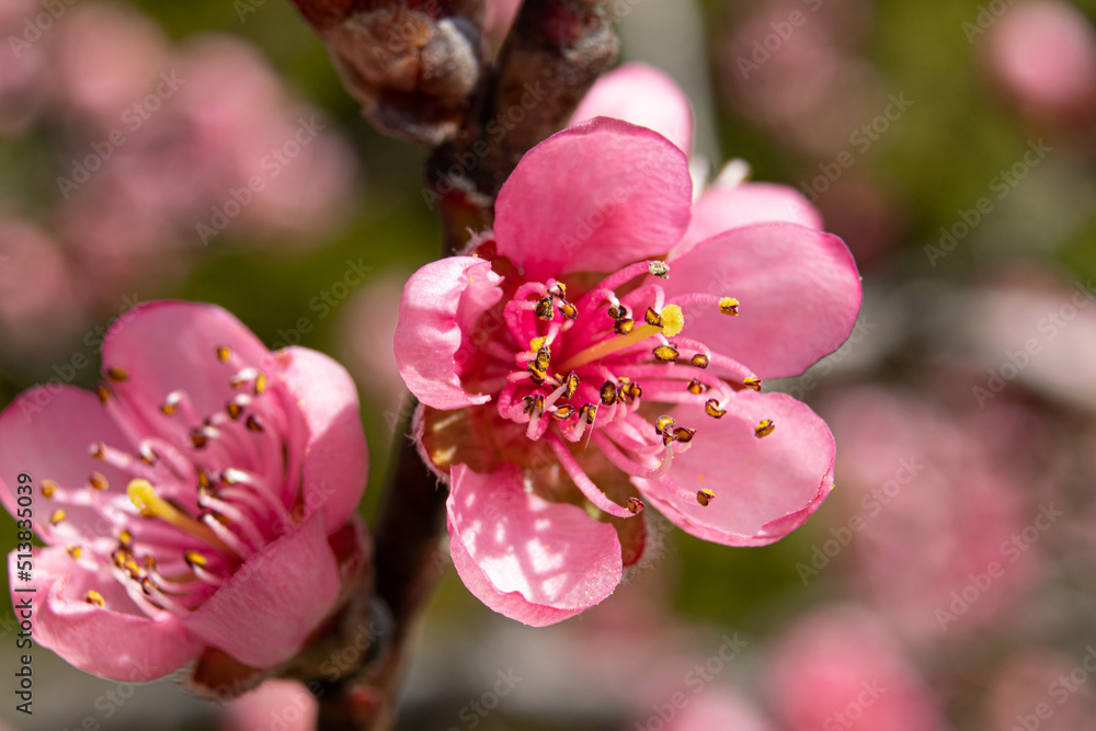 Fototapeta premium Purpule peach flower Prunus persica