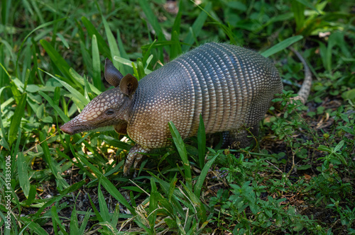 Armadillo (little armored one)