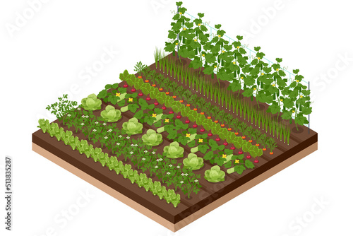 Isometric Vegetable garden. Vegetables in backyard formal garden. Vegetables growing in the garden. Eco friendly gardening