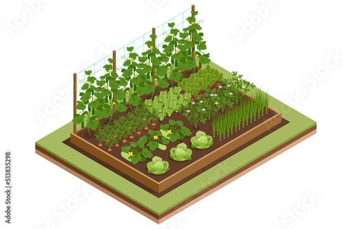 Isometric Vegetable garden. Vegetables in backyard formal garden. Vegetables growing in the garden. Eco friendly gardening