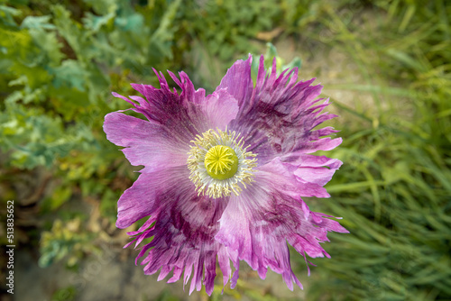 Closeup of a poppy flower with frayed purple colored petals. The focus is on the yellow colored pistil and on the stamens. The flower grows at a specialized Dutch flower seed nursery.