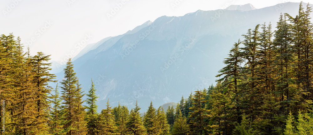 Cedar trees and mountain scenery