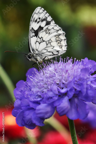 Schmetterling auf blume