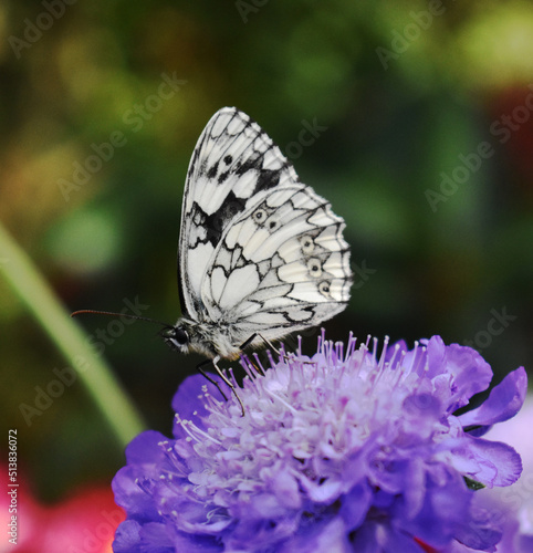 Schmetterling auf blume