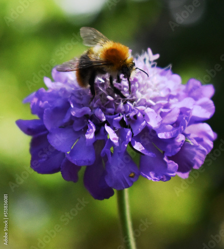 Hummel auf blume