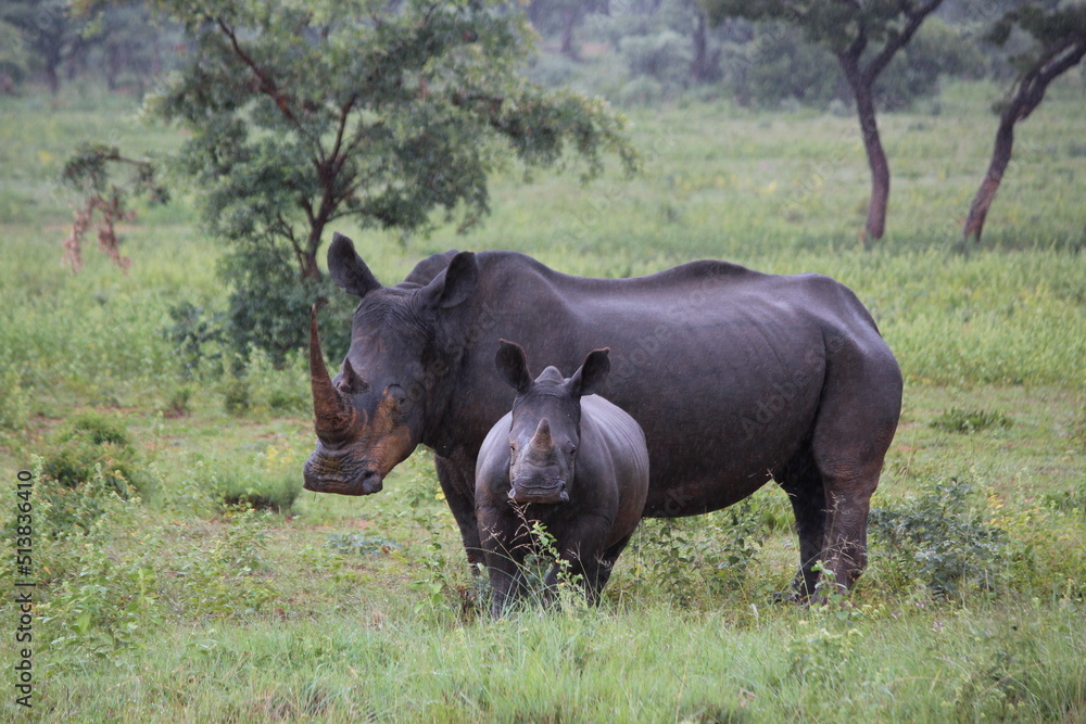 Fototapeta premium rhino and calf in the wild