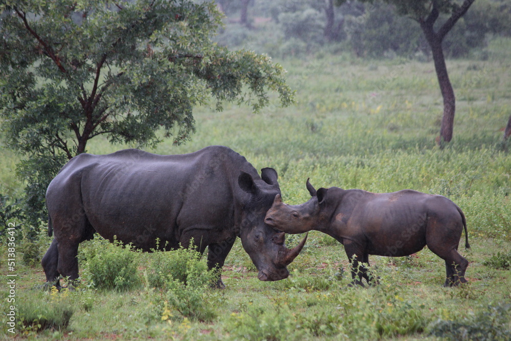 rhino and calf in the wild