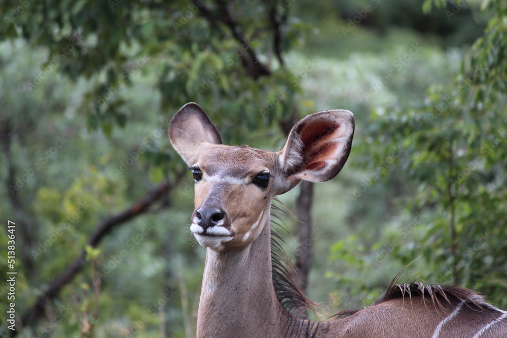 deer face and ears in the wild closeup 