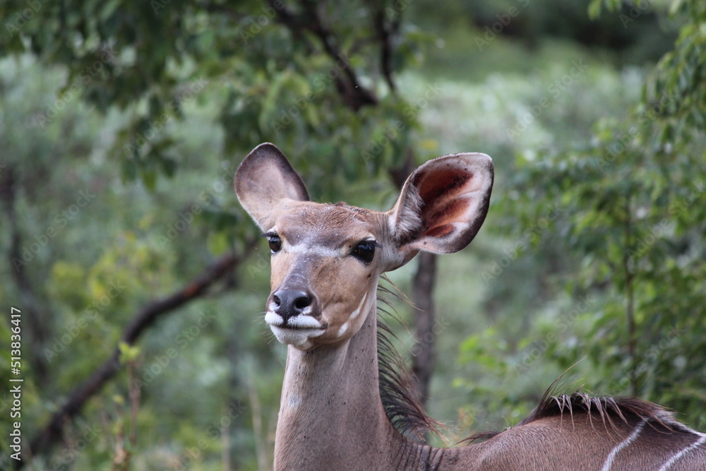 Fototapeta premium deer face and ears in the wild closeup