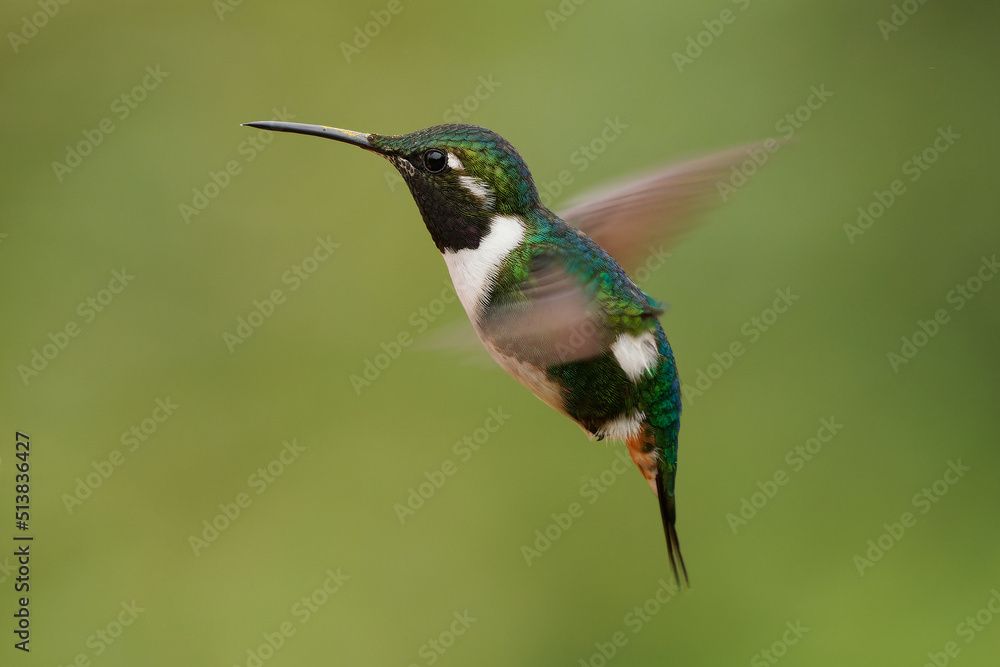 Naklejka premium White-bellied Woodstar - Chaetocercus mulsant hummingbird in Trochilidae, small bird found in Bolivia, Colombia, Peru, subtropical or tropical moist montane and degraded former forest