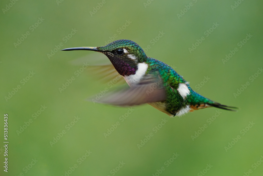 Fototapeta premium White-bellied Woodstar - Chaetocercus mulsant hummingbird in Trochilidae, small bird found in Bolivia, Colombia, Peru, subtropical or tropical moist montane and degraded former forest