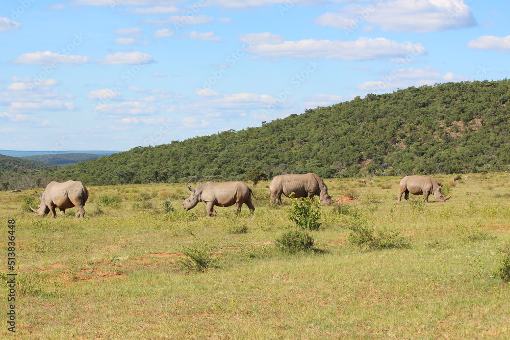 two rhinos in the wild in the wild two rhinos in the wild in the wild