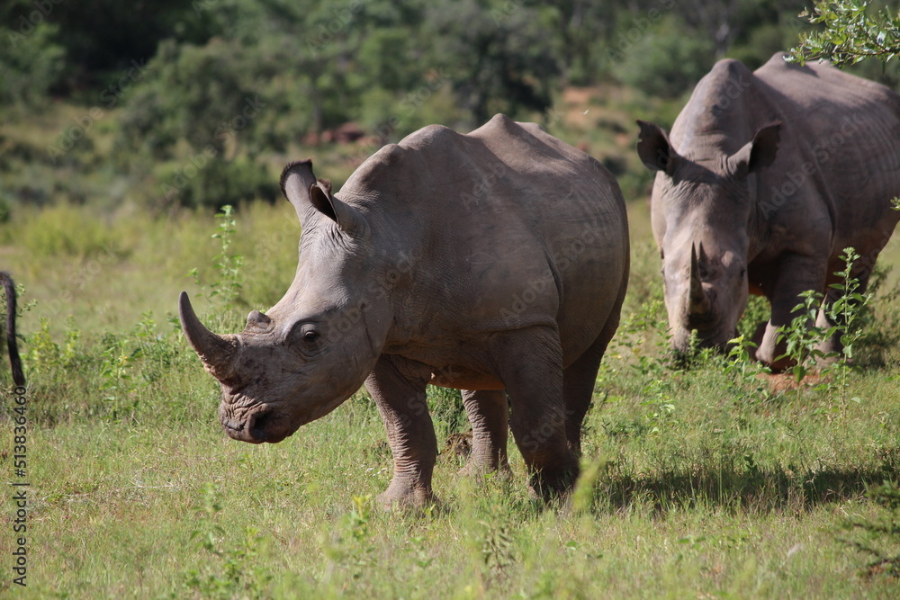 two rhinos in the wild in the wild two rhinos in the wild in the wild