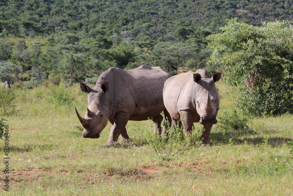 two rhinos in the wild in the wild