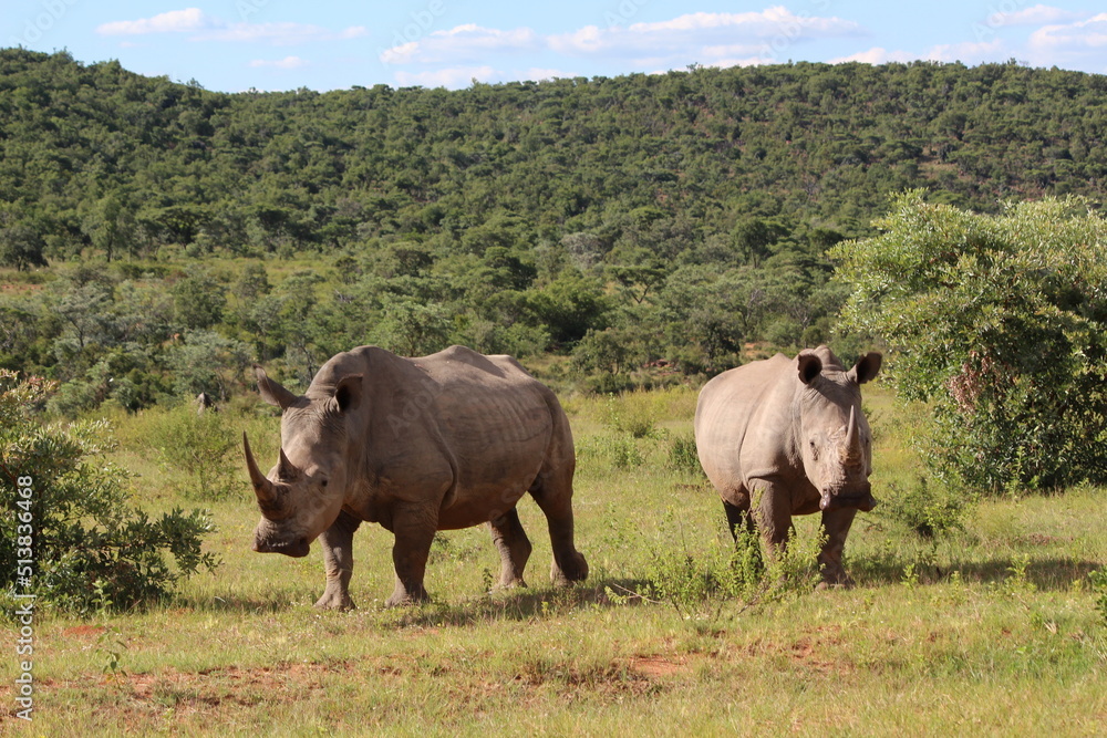 two rhinos in the wild in the wild two rhinos in the wild in the wild