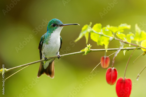 Andean Emerald - Uranomitra franciae hummingbird, green and white bird found at forest edge, woodland, gardens and scrub in the Andes of Colombia, Ecuador and Peru, red flower photo