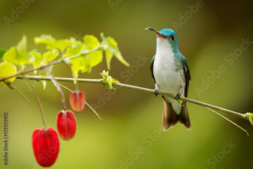 Andean Emerald - Uranomitra franciae hummingbird, green and white bird found at forest edge, woodland, gardens and scrub in the Andes of Colombia, Ecuador and Peru, red flower photo