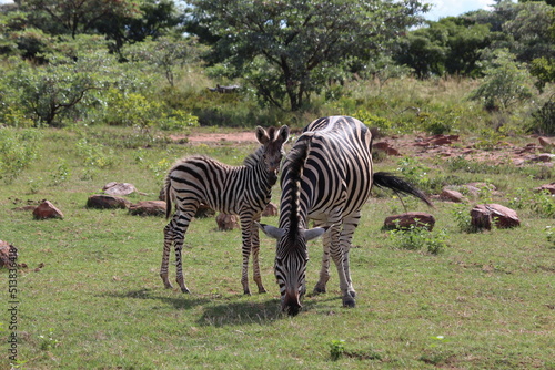 zebra and young in the wild