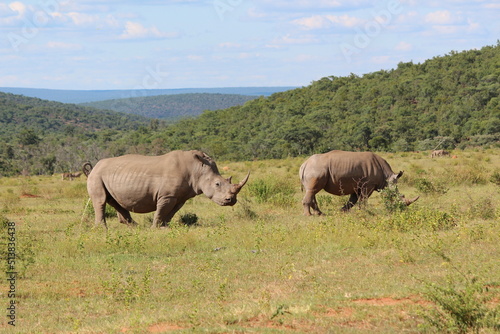 two rhinos in the wild in the wild