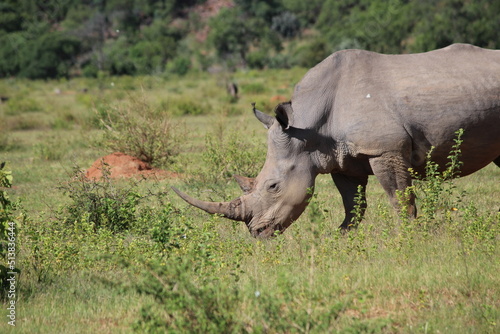 rhino in the wild in the wild, horn closeup 