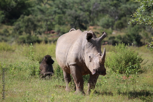 rhino in the wild in the wild