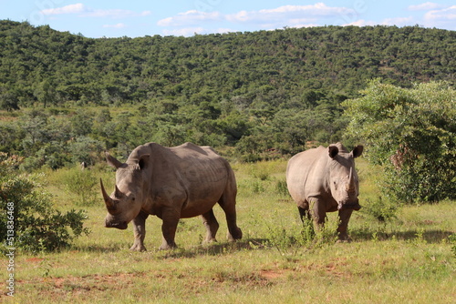 two rhinos in the wild in the wild