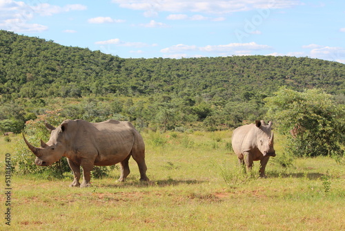 two rhinos in the wild in the wild