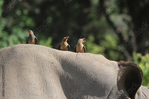 rhino in the wild with red-billed oxpeckers photo