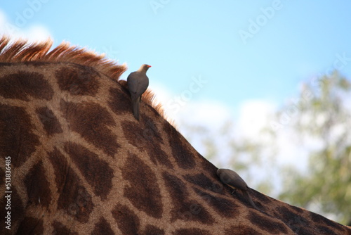 Photography giraffe pattern and bird with sky background