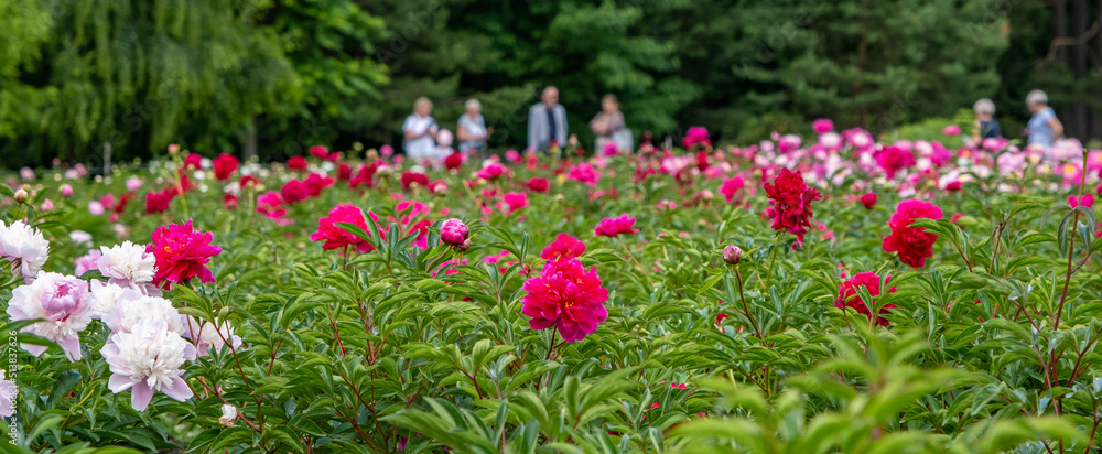 Blooming peonies of red white and yellow flowers, peony field with beautiful flowers