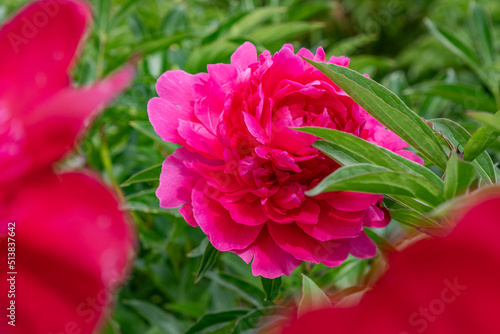 Blooming peonies of red white and yellow flowers  peony field with beautiful flowers