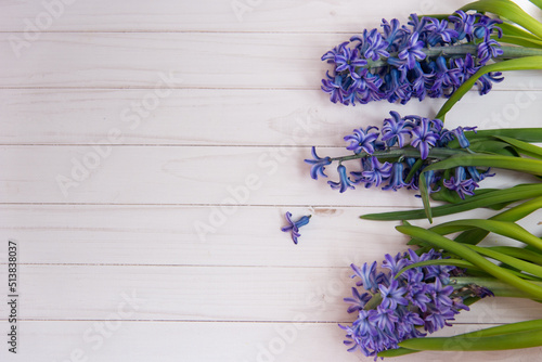 Greeting card with flowers. Top viiew on fresh spring purple hyacinth with green leaves lay on white wooden table. Copy space for text. Soft selective focus