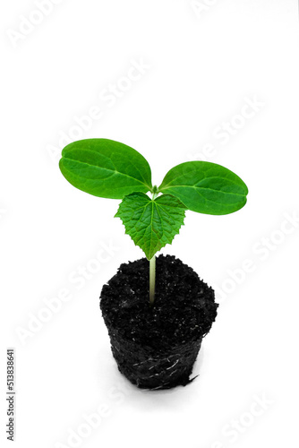 seedlings of cucumbers with cotyledons close-up with roots and ground on a white background
