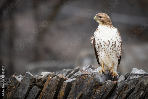 Red Tailed Hawk on Rock Wall