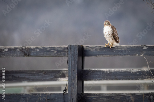 Red Tailed Hawk on Fence