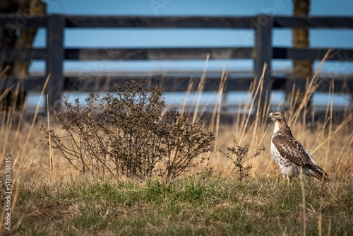 Red Tailed Hawk in Field of Brush