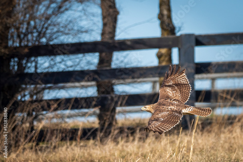 Red Tailed Hawk in Flying in Field with Fence