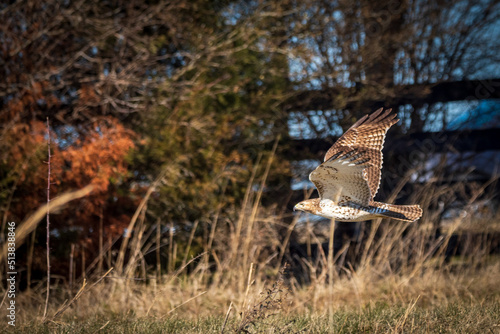 Red Tailed Hawk Flying in Field