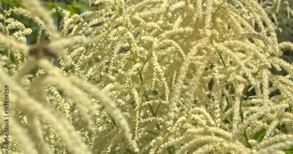 Bienen an der Bienenweide ein Geißbart Bienen an der Bienenweide ein Geißbart