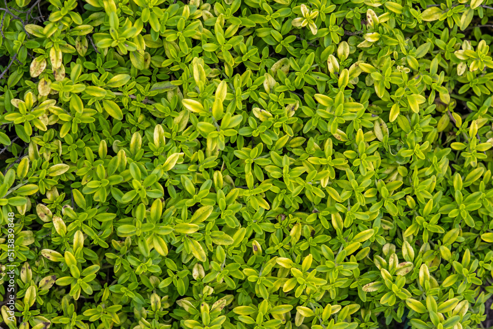Dense greenery, background of fir branches, texture of branches, green juicy background Dense greenery, background of fir branches, texture of branches, green juicy background
