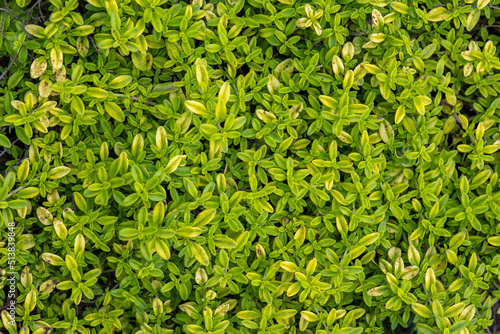 Dense greenery, background of fir branches, texture of branches, green juicy background